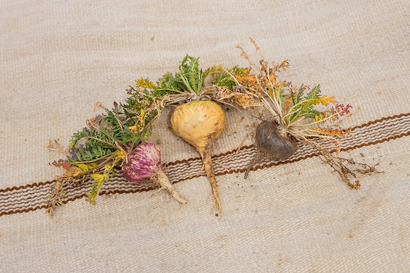 Yellow maca vs red maca vs black maca NZ - maca colours explained