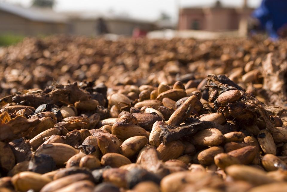 Cacao and Safety - Cacao Contraindications